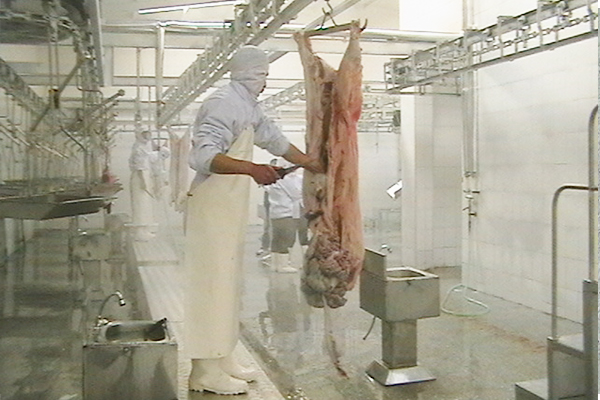 Automatic line of carcass anatomy